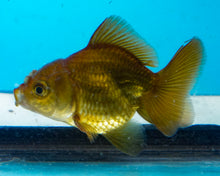 Load image into Gallery viewer, Bronze Oranda (2.5-3.5 inches) USA BRED