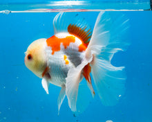 Load image into Gallery viewer, Sakaru Oranda Shogun Oranda Male (5 inches) Imported in Thailand