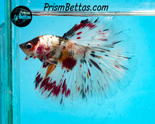 Load image into Gallery viewer, Copper Candy Marble Halfmoon Male