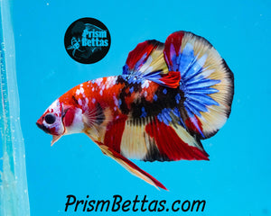 Candy Koi Halfmoon Plakat Male