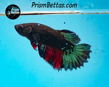 Load image into Gallery viewer, Blacklight Marble Halfmoon Female