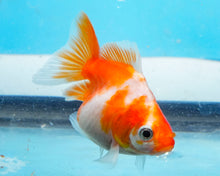 Load image into Gallery viewer, Orange and White Ryukin (2.5-3.5 inches) USA BRED