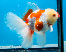Load image into Gallery viewer, Sakaru Oranda Shogun Oranda Male (5 inches) Imported in Thailand