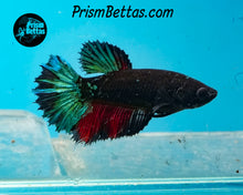 Load image into Gallery viewer, Blacklight Marble Halfmoon Female