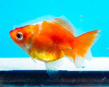 Load image into Gallery viewer, Orange and White Ryukin (2.5-3.5 inches) USA BRED