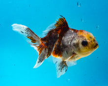 Load image into Gallery viewer, Calico Oranda (3.5-4.25 inches)