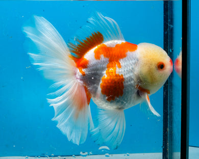 Sakaru Oranda Shogun Oranda Male (5 inches) Imported in Thailand