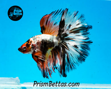Copper Marble Halfmoon Male