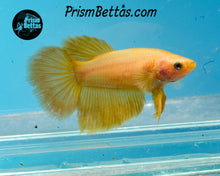 Load image into Gallery viewer, Yellow Halfmoon Female