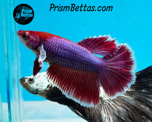 Load image into Gallery viewer, Purple Salamander Halfmoon Female