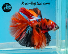 Load image into Gallery viewer, Orange Koi Halfmoon Male