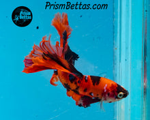 Load image into Gallery viewer, Orange Koi Halfmoon Male