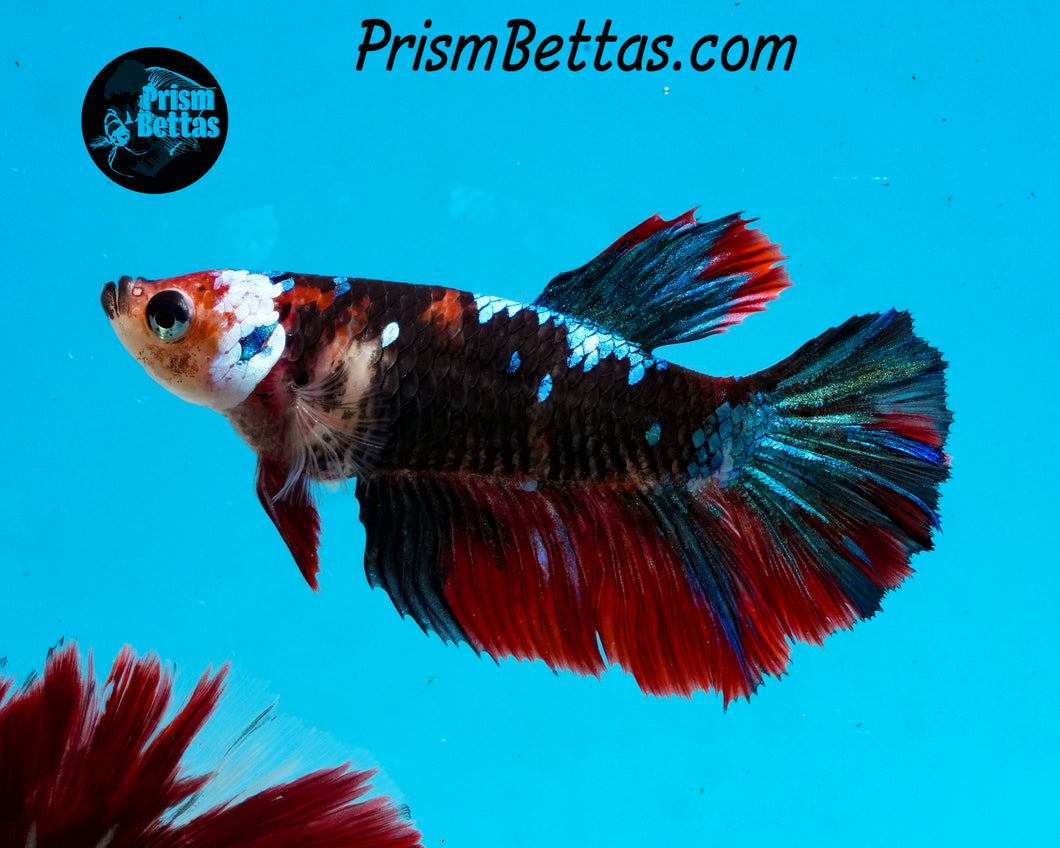 Marble Halfmoon Female