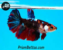 Load image into Gallery viewer, Marble Halfmoon Female
