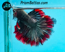 Load image into Gallery viewer, Red Copper Halfmoon Male