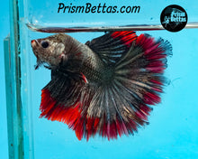 Load image into Gallery viewer, Red Copper Halfmoon Male