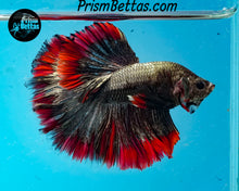 Load image into Gallery viewer, Red Copper Halfmoon Male