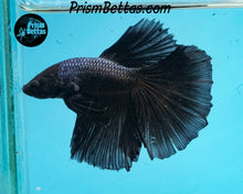 Load image into Gallery viewer, Melano Black Halfmoon Male