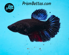 Load image into Gallery viewer, Melano Black Halfmoon Male