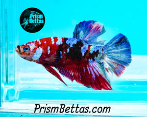 Koi Halfmoon Plakat Male