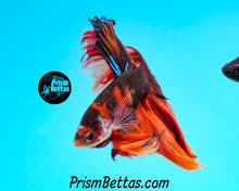 Load image into Gallery viewer, Candy Koi Halfmoon Male