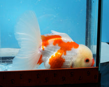 Load image into Gallery viewer, Sakaru Oranda Shogun Oranda Male (5 inches) Imported in Thailand