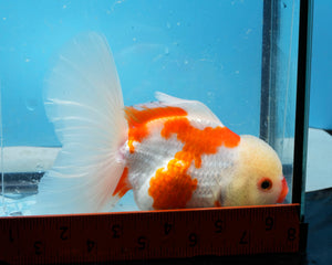 Sakaru Oranda Shogun Oranda Male (5 inches) Imported in Thailand