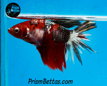 Load image into Gallery viewer, Red Copper Koi Halfmoon Female