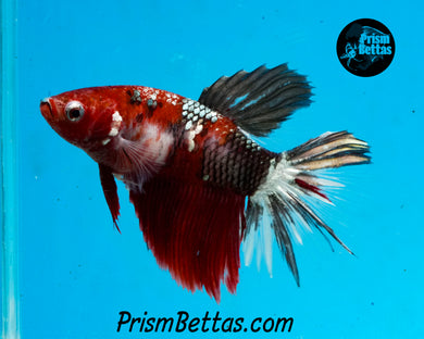 Red Copper Koi Halfmoon Female