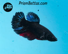 Load image into Gallery viewer, Melano Black Halfmoon Male
