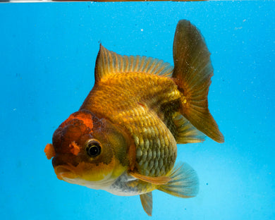 Bronze Apache Godzilla Oranda Female (3.5 inches) Imported in Thailand