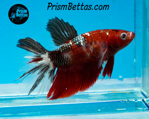 Red Copper Koi Halfmoon Female