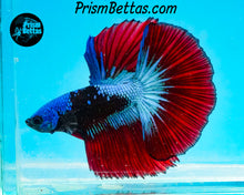 Load image into Gallery viewer, Samurai Halfmoon Male