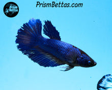 Load image into Gallery viewer, Blue Halfmoon Female