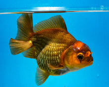 Load image into Gallery viewer, Bronze Apache Godzilla Oranda Female (3.5 inches) Imported in Thailand