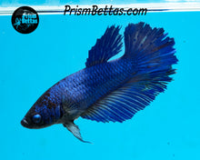 Load image into Gallery viewer, Blue Halfmoon Female