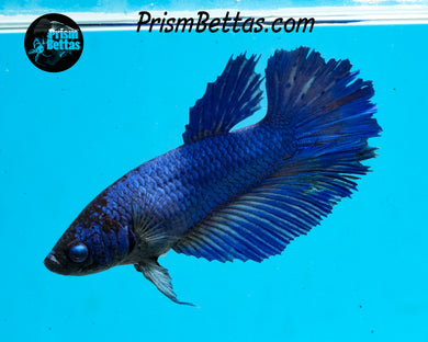 Blue Halfmoon Female
