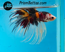 Load image into Gallery viewer, Candy Koi Crowntail Male