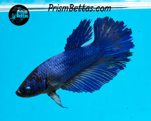 Blue Halfmoon Female