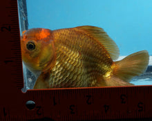 Load image into Gallery viewer, Bronze Apache Godzilla Oranda Female (3.5 inches) Imported in Thailand