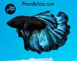 Blacklight Rosetail Halfmoon Male