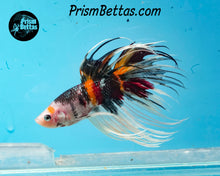 Load image into Gallery viewer, Candy Koi Crowntail Male