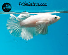 Load image into Gallery viewer, White Dumbo Halfmoon Female