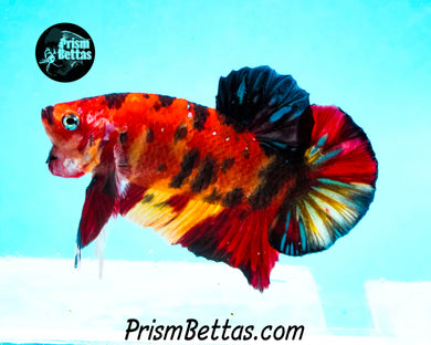 Candy Koi Halfmoon Plakat Male