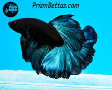 Load image into Gallery viewer, Blacklight Rosetail Halfmoon Male