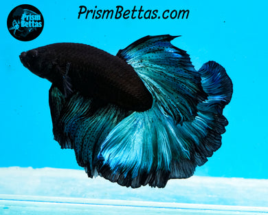 Blacklight Rosetail Halfmoon Male