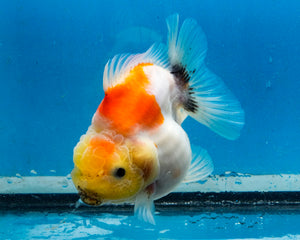 Sakaru Lemonhead Godzilla Oranda Male (3.5 inches) Imported in Thailand