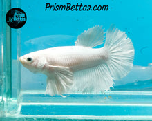 Load image into Gallery viewer, White Dumbo Halfmoon Female