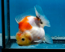 Load image into Gallery viewer, Sakaru Lemonhead Godzilla Oranda Male (3.5 inches) Imported in Thailand