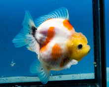 Load image into Gallery viewer, Sakaru Lemonhead Godzilla Oranda Male (3.5 inches) Imported in Thailand
